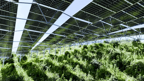 136号文后,光伏支架龙头安泰科如何为光伏电站项目破局(图5) bj.96weixin.com